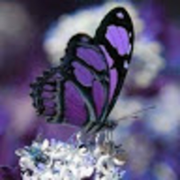 Meet your Posher, Butterfly - Picture 1 of 1